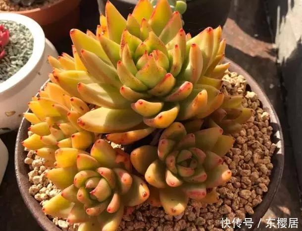 多肉养不好，看这里，掌握这些配土方法，幼苗和老桩都能养好