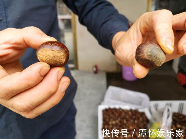 板栗粉|买板栗时，是挑圆的还是扁的好？牢记4点，买的板栗粉糯又香甜
