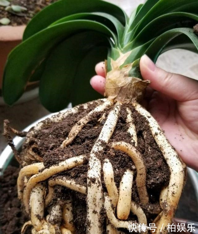君子兰|君子兰换盆换土的几个要诀,服盆快,长势好,不烂根