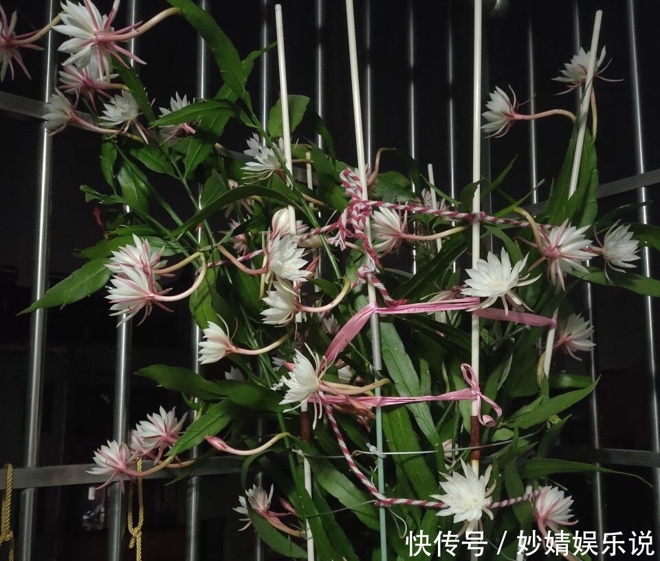 养花|1种花1年只开2、3天,花朵洁白、有仙气,养它值了!