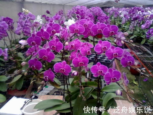 观赏价值|家里养了5种花,4月开败后及时修剪,不然明年没花赏