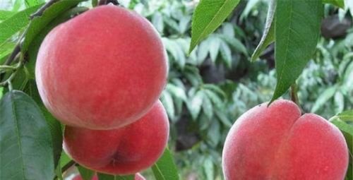 人到中年，推薦3種食物，營(yíng)養(yǎng)豐富，滋陰補(bǔ)腎，增強(qiáng)抵抗力