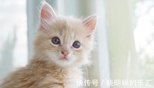 |幽默笑话：下午肚子有点饿，骑上我的小电驴买了两份面皮