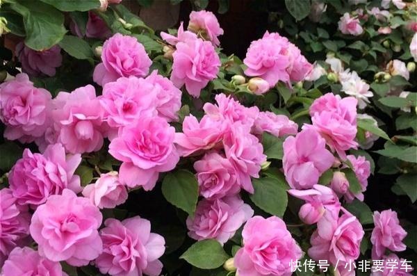 四季开花的花,我建议你养这1种,开花多多,比玫瑰和茶花都漂亮!