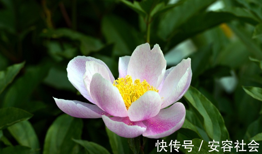 女人|“狐狸精”转世的三生肖,五官精致气质高雅,一生都不缺乏追求者