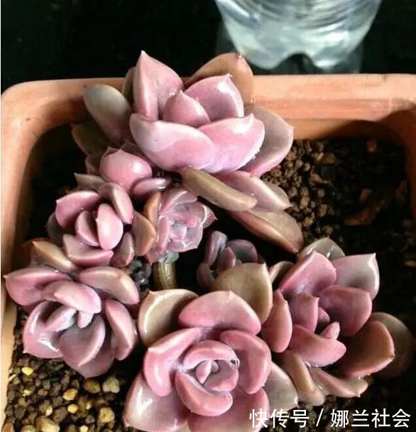 长寿花|君子兰肥到流油,长寿花开不断,原来他用了这个小方法!