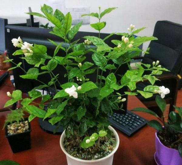 秋季茉莉花不开花，4步“入手”，无论哪个季节，生长开花不间断