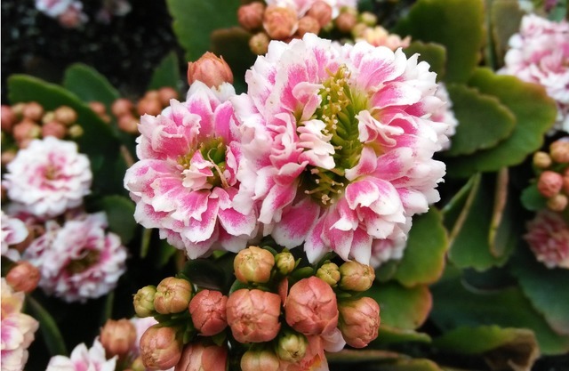 这4种花天生就是“穷命”,住不了大花盆,喝不了太多水,很好养