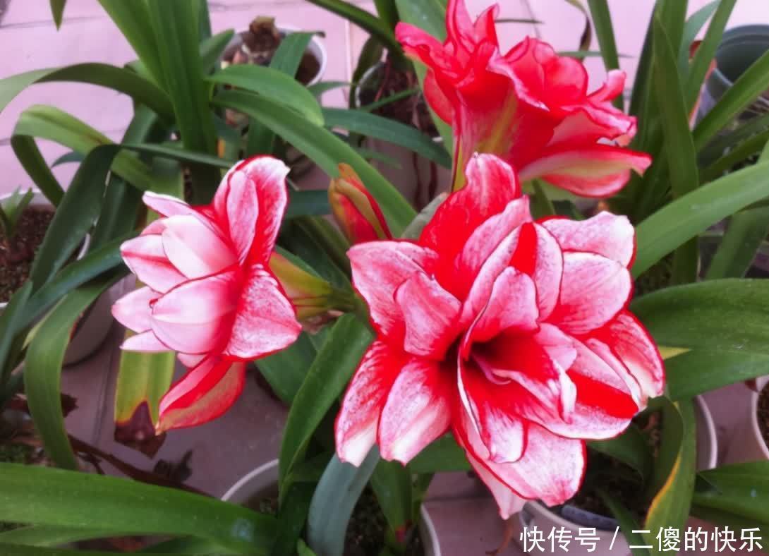 春季朱顶红开完花,教你养球“秘诀”,球又大又硬,长出好多侧芽