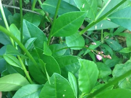 中年|一种人参,南方当菜种,只吃叶子不挖根,殊不知根部珍贵