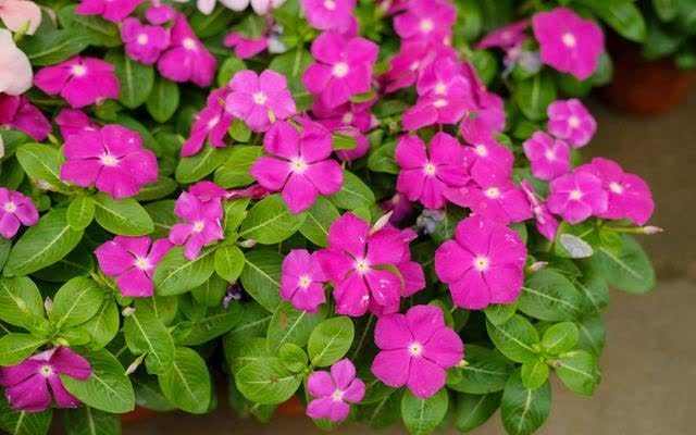 君子兰|发现5种“寿星花”,适合老人养,寓意好、颜值高,越养越值钱