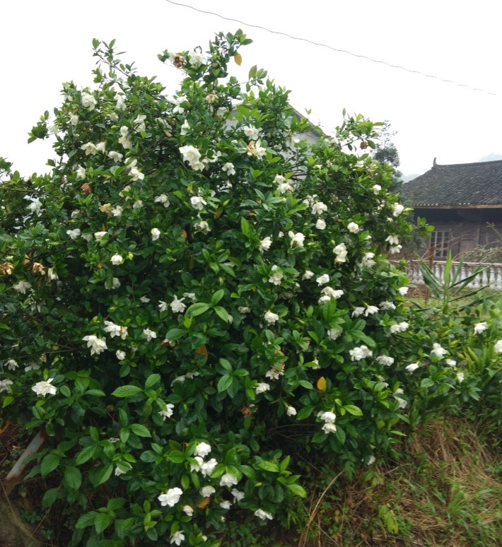 北方家里当宝的花，南方大马路上全都是，我酸了！