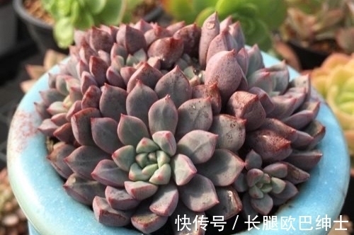 养护|多肉红宝石和蓝宝石,名字很相近差别却很大,都很漂亮值得入手