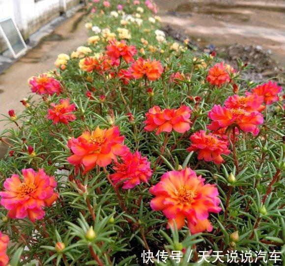 这种花长得像杂草,开花就泛滥,怎么折腾都不死,天天有花看