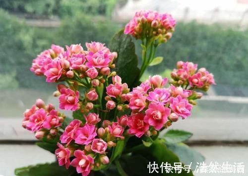 叶子|特别耐旱的5种花,一个月不浇水,照样能生长,呼呼长满盆