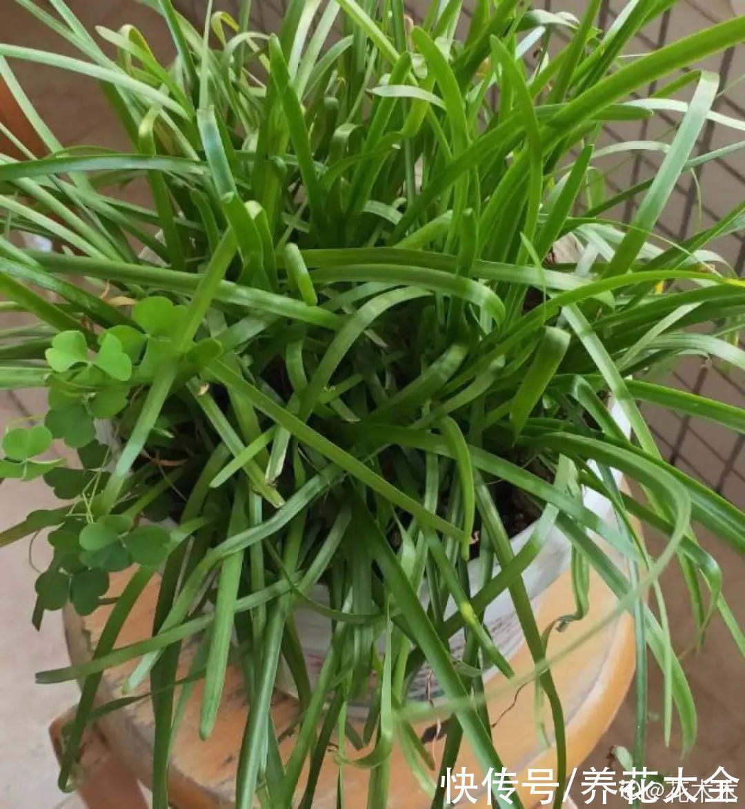 橡皮树|养花就怕乱浇水，越浇死得越快，赶紧住手