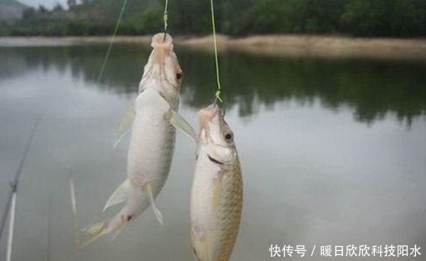 初夏钓鲫鱼，用对饵料找对钓位，爆护可以有