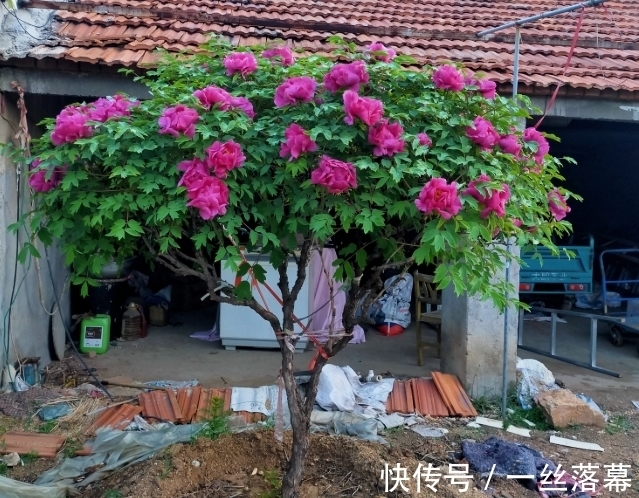 库拉索芦荟|7种“富贵花”，客厅养一盆很合适，越养越值钱，能活一百年