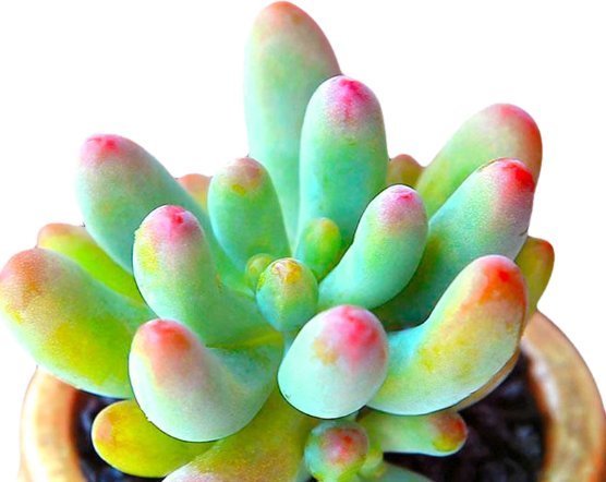 多肉植物颜色不红，怎么办教你2招，叶子变得肉嘟嘟，鲜艳发亮