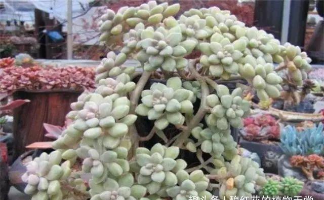 多肉冬美人养护3妙招,轻松养成极品老桩,蓝绿粉紫,美赛桃蛋