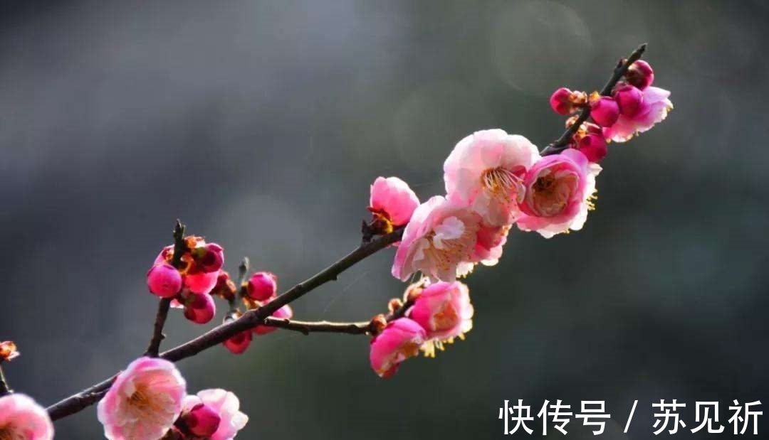 桃李$明代于谦一首梅花百咏:如玉肌骨,雪样精神,蕴含哲理,寄意遥深
