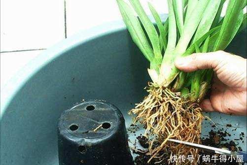 时间|换盆容易死?做到几点放心大胆换