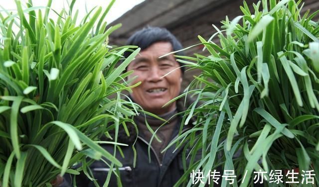老爸种韭菜多年，越割韭菜长得越粗胖，就用了三个土办法