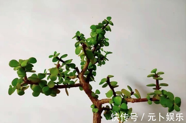 浇水|盆栽金枝玉叶,学会5个养护小技巧,枝叶茂盛,2年长成小“老桩”