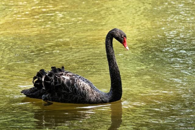 虞欢|天鹅戏水诗词12首:十面来风碧水清，绒鹅双嬉苇生情