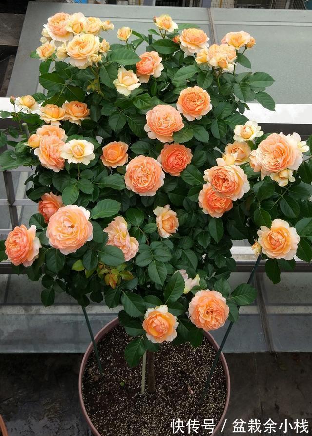 月季|新手养花“黑名单”,新手最好敬而远之,这些花买了也养不活