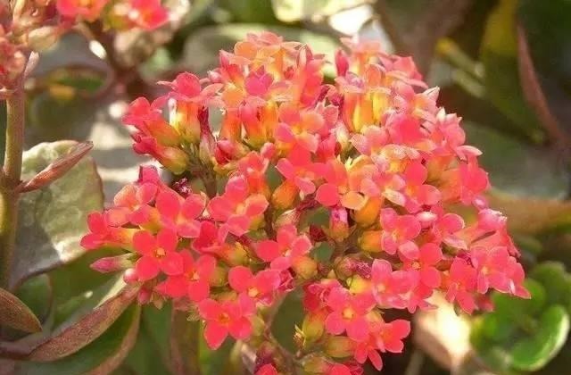 6种绿植怎么养都不会死,怪不得这么多人喜欢
