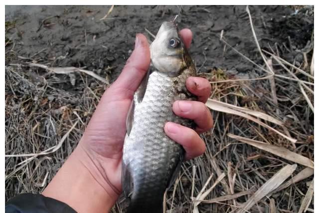大鲫鱼|冬季也能钓大鲫鱼,从四个方面入手,轻松超越别人