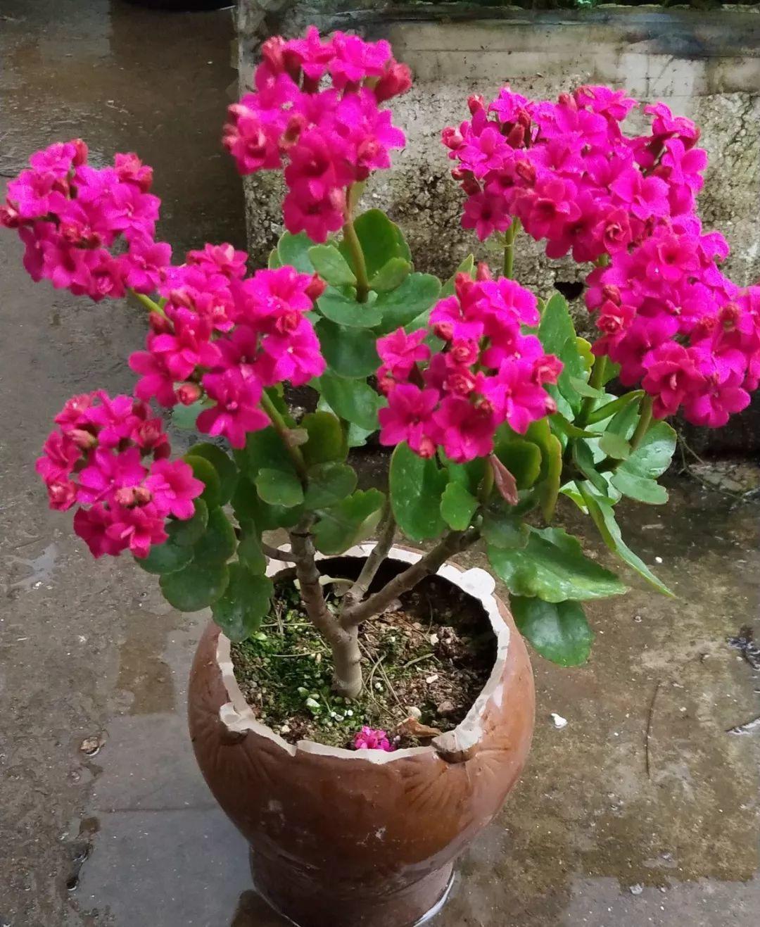 养花的3个坏习惯，赶紧戒掉，不然再好养的花都得挂！