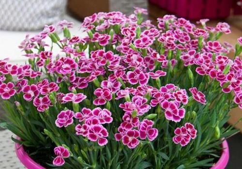 4种花全年都开花，养在阳台特合适，花开不断，还能旺财！