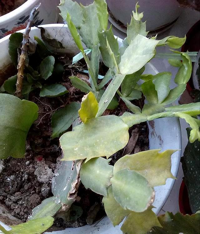 度夏|蟹爪兰掉叶子?2个“原因”解决好,叶子肥厚,度夏无压力