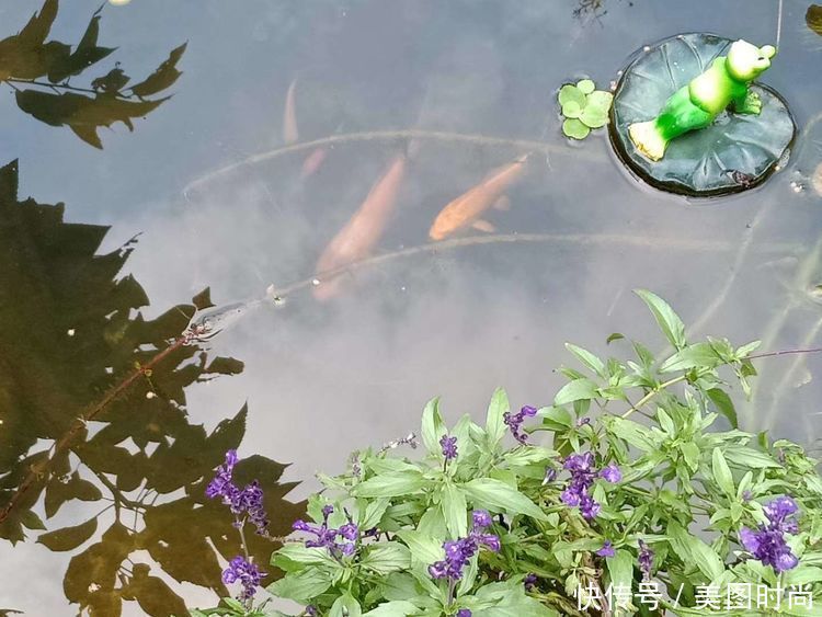 美好时光|花园改造:3年前买了栋带170㎡花园的房子,过上种花草的乡村生活