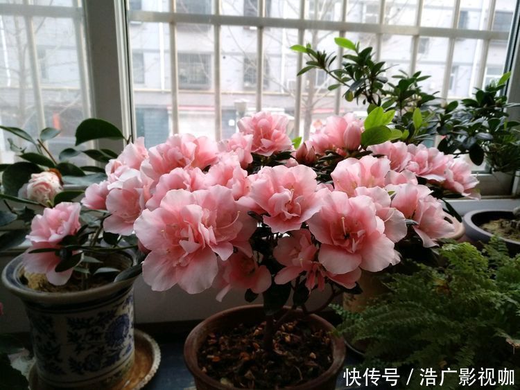 裙摆|喜欢牡丹,不如养“高档玫瑰”红羽,美艳如少女裙摆,灵动可爱