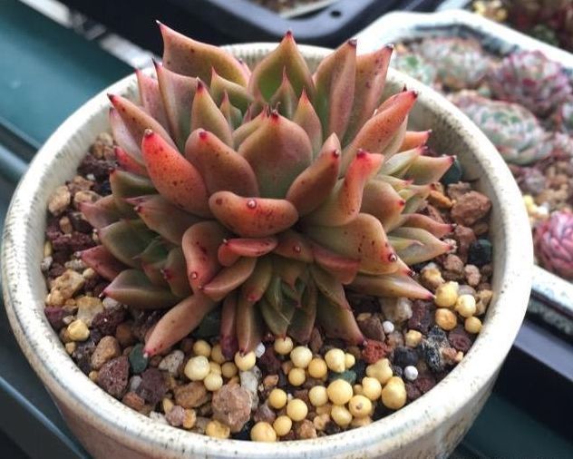 栽培多肉植物的盆器那么多,该如何选择,才能使多肉植物长得好