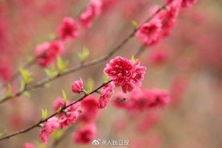 低薪|春到人间！广西百里侗寨桃花盛开