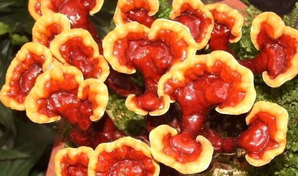 芝宁多糖|安神助眠的4种养生食物,每天坚持吃一点,一觉睡到大天亮