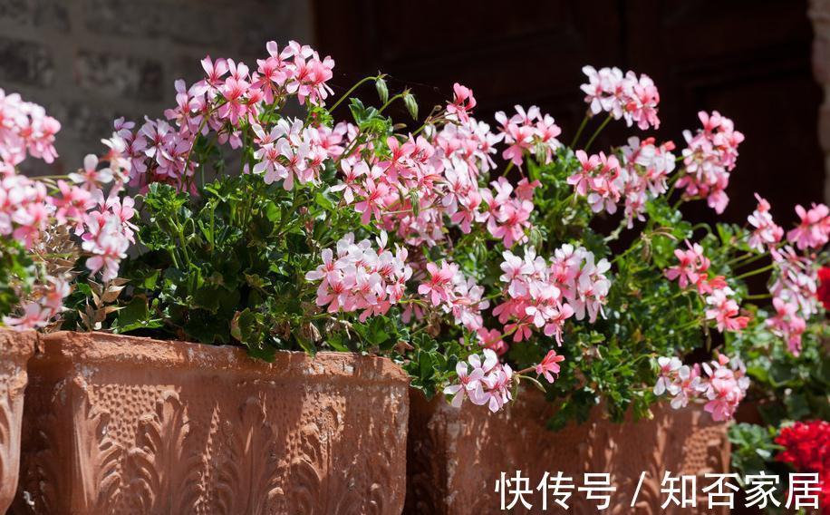 入秋的天竺葵，立马成为开花机器，只开花不长叶