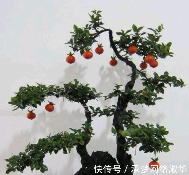 果实|养金弹子，做对几点，果实硕大红艳