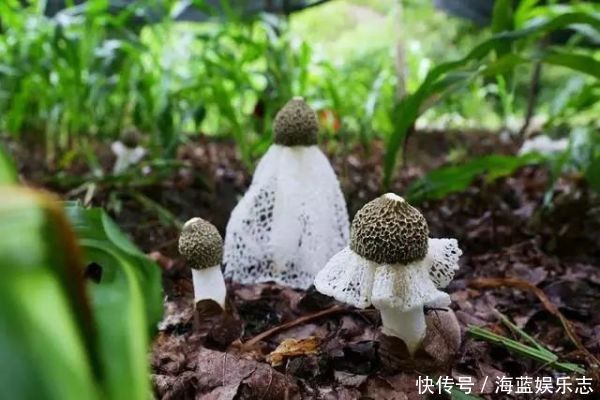  十大名贵山珍，第一比黄金还贵，第十是道家常菜，有你家乡的吗