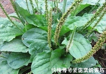 暑湿|车前草药食两用,车前草有什么功效和作用,车前草怎么吃