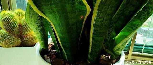 虎皮|人家的虎皮兰,叶子长得又直、又挺,原来是这么养的