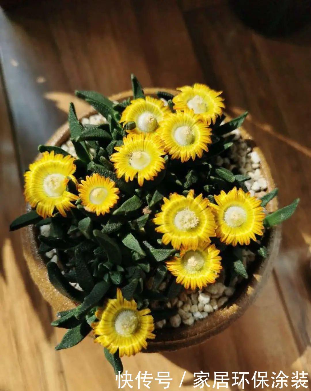 多肉开花会死?别担心,开完砍一刀,活得好好的