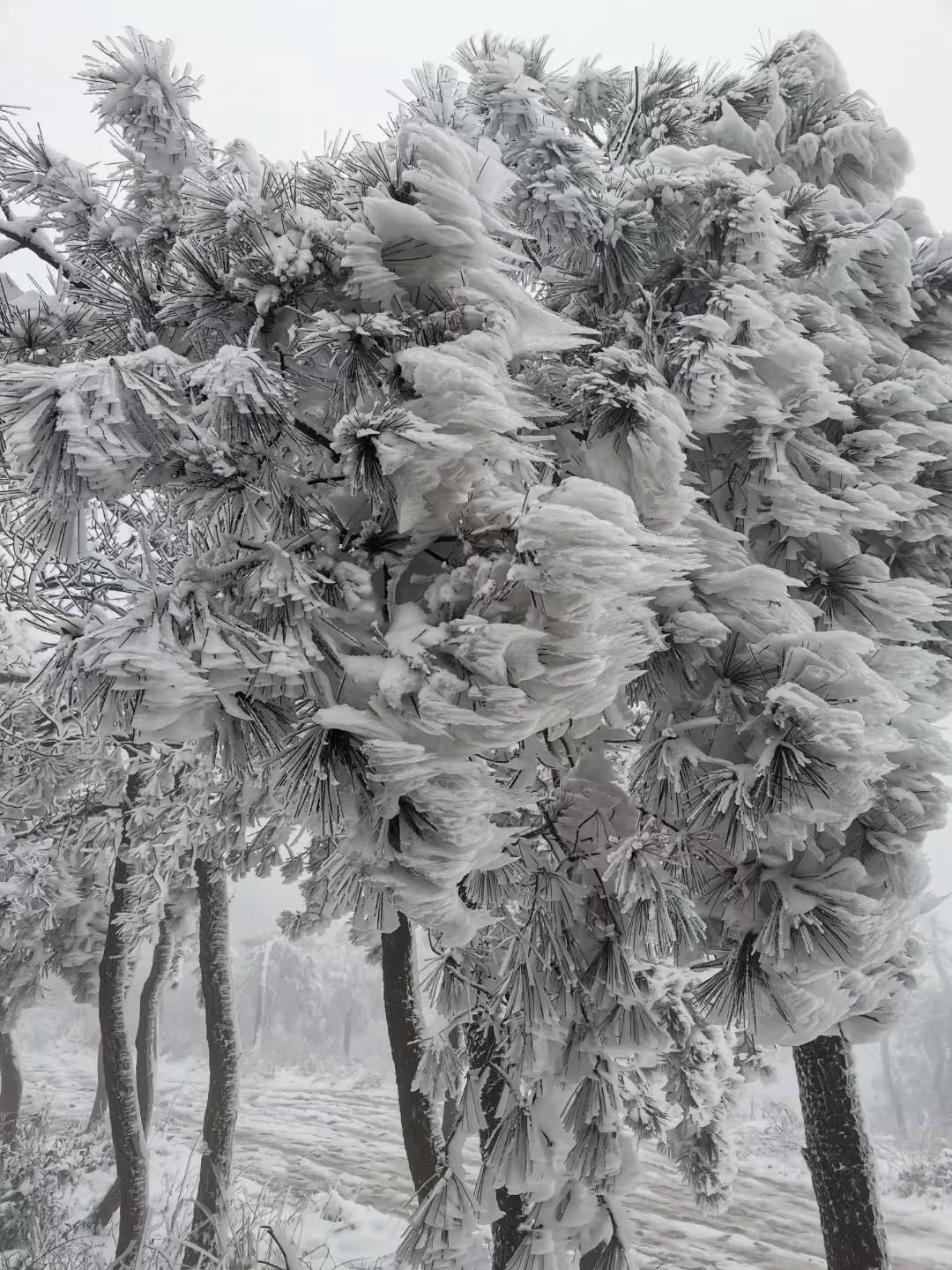 雾凇|绝了！天台冬季美景，宛如冰雪世界！一天看8小时都不够!