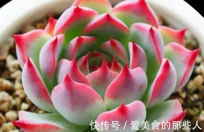 冬天上色的多肉移到室内,注意3个事项避免徒长和褪色