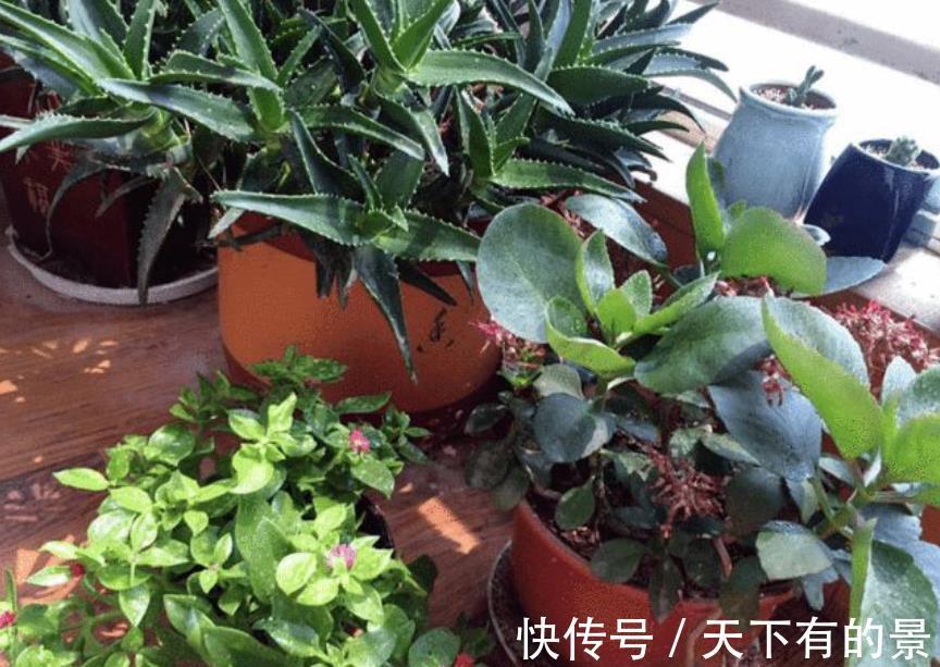 病虫害|养花出现“小黑飞”，4个原因引起，教你小妙招，轻松灭掉又省心