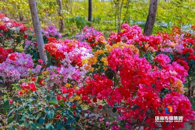 太养眼！茶花廊道、波斯菊花海、勒杜鹃廊道…海天公园上新啦